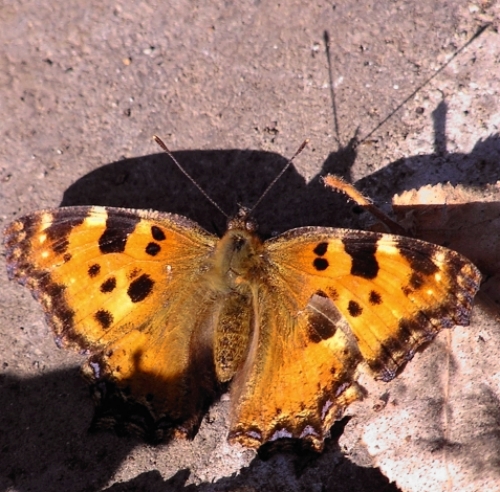 Nymphalis polychloros